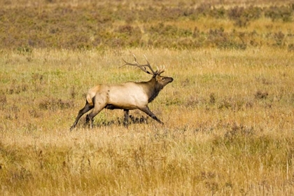 Picture of CO, ROCKY MTS BULL ELK WITH FULL RACK OF ANTLERS