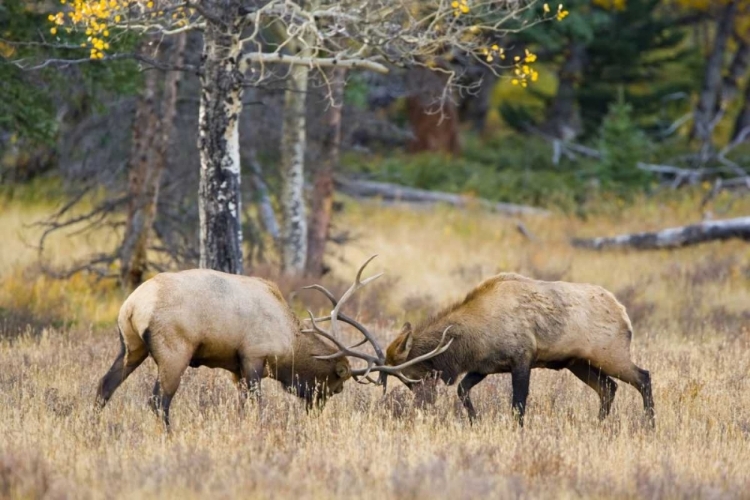 Picture of CO, ROCKY MTS, MORAINE VALLEY BULL ELKS SPARRING