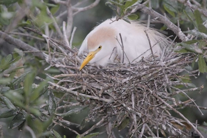 Picture of FL CATTLE EGRET ON NEST