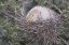 Picture of FL CATTLE EGRET ON NEST