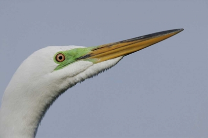 Picture of FL GREAT EGRET HEADSHOT