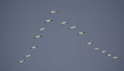 Picture of SNOW GEESE FLYING IN V FORMATION