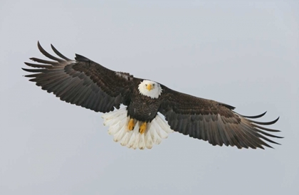 Picture of ALASKA, HOMER BALD EAGLE FLYING