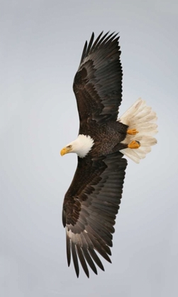 Picture of ALASKA, HOMER BALD EAGLE FLYING