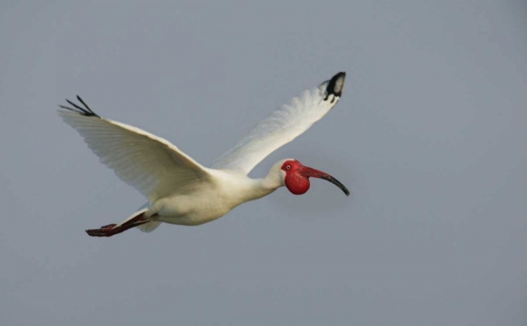 Picture of FL, TAMPA BAY FLYING WHITE IBIS