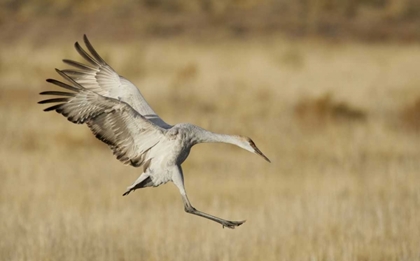 Picture of NEW MEXICO SANDHILL CRANE LANDING