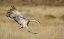 Picture of NEW MEXICO SANDHILL CRANE LANDING