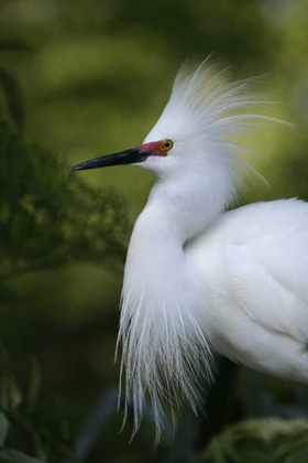 Picture of FL SNOWY EGRET IN BREEDING PLUMAGE