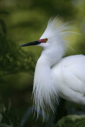 Picture of FL SNOWY EGRET IN BREEDING PLUMAGE