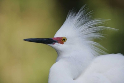 Picture of FL SNOWY EGRET IN BREEDING PLUMAGE