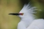 Picture of FL SNOWY EGRET IN BREEDING PLUMAGE