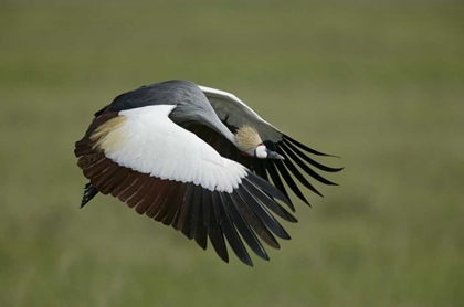 Picture of TANZANIA FLYING GREY-CROWNED CRANE