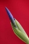 Picture of USA, ALASKA, NOME WILD IRIS BUDDING