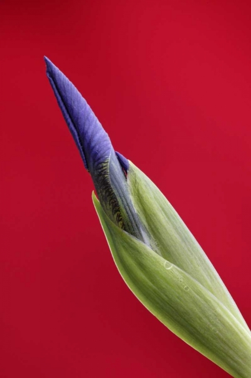 Picture of USA, ALASKA, NOME WILD IRIS BUDDING