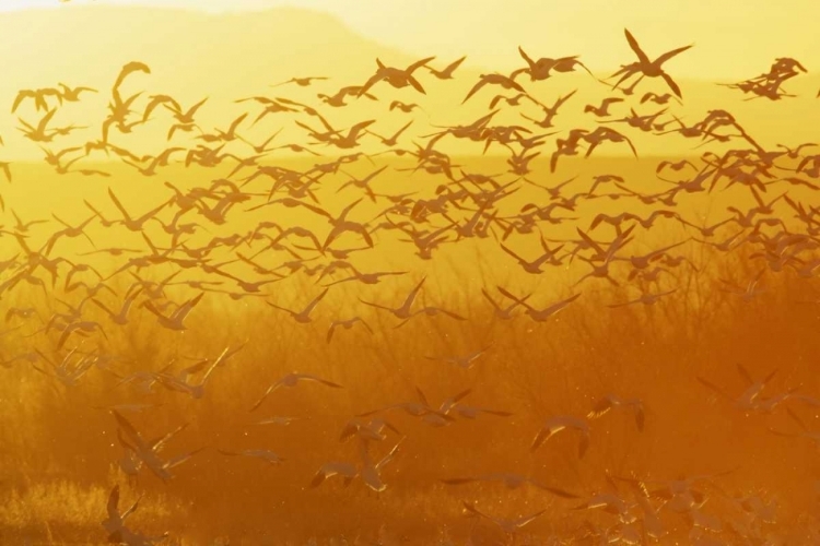 Picture of NEW MEXICO SNOW GEESE TAKING FLIGHT