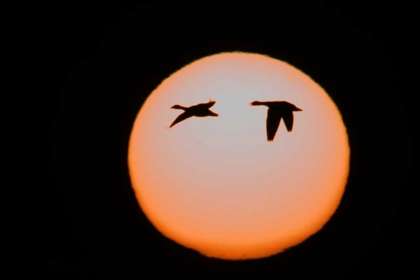 Picture of NEW MEXICO TWO SNOW GEESE IN FLIGHT