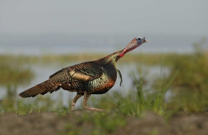 Picture of FL WILD TURKEY CHARGING AT A THREAT