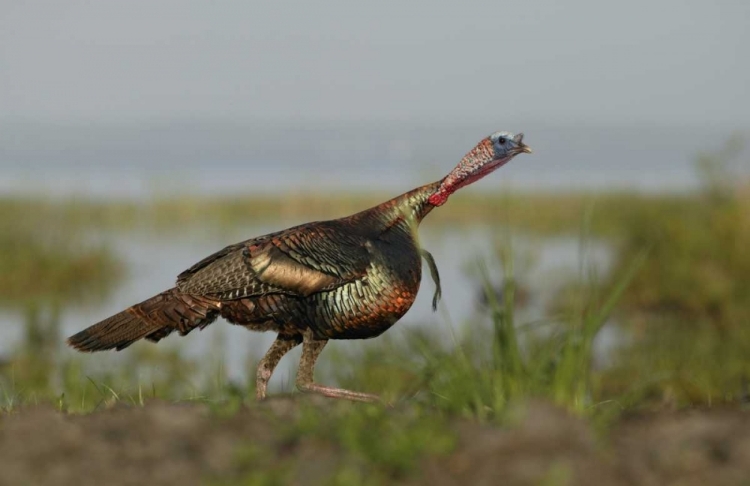 Picture of FL WILD TURKEY CHARGING AT A THREAT