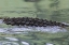 Picture of FL AMERICAN ALLIGATOR BACK IN WATER