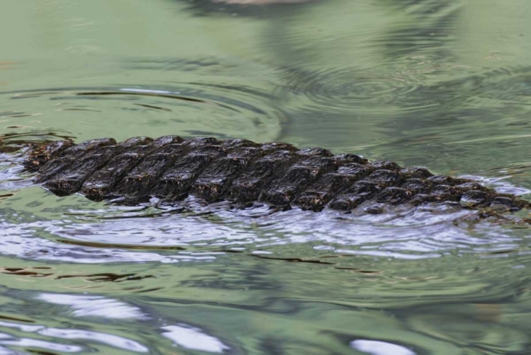 Picture of FL AMERICAN ALLIGATOR BACK IN WATER