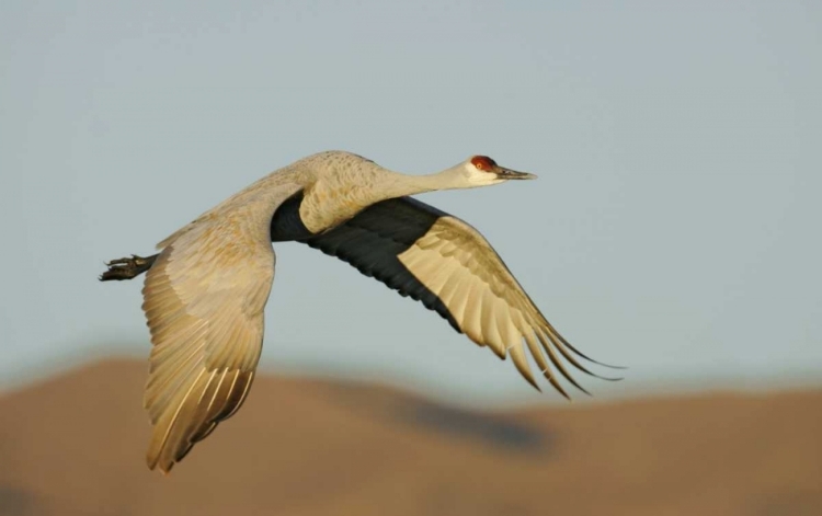 Picture of NEW MEXICO SANDHILL CRANE IN FLIGHT