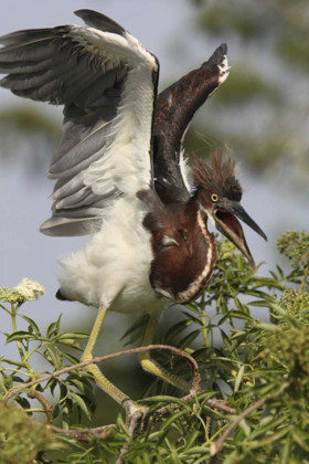 Picture of FL, KISSIMMEE TRICOLORED HERON CHICK