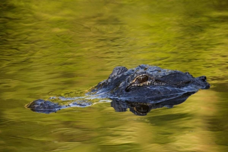 Picture of FL, ST AUGUSTINE AMERICAN ALLIGATOR