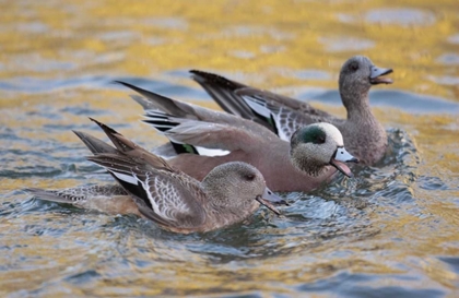 Picture of NEW MEXICO AMERICAN WIGEONS COURTING