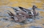 Picture of NEW MEXICO AMERICAN WIGEONS COURTING