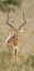 Picture of KENYA, MASAI MARA IMPALA WAGGING TAIL