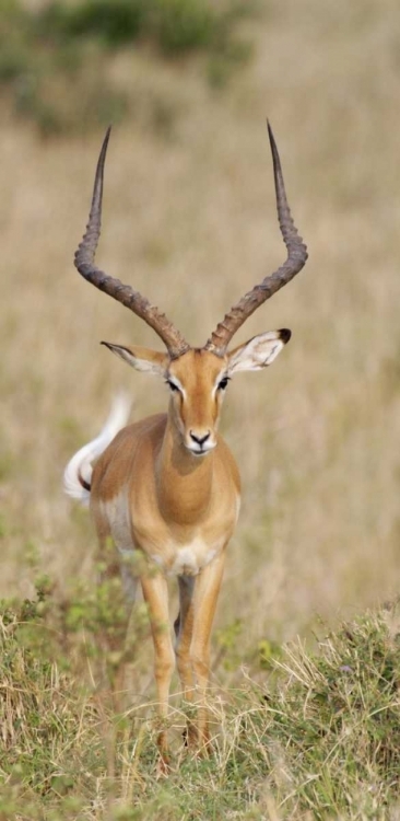 Picture of KENYA, MASAI MARA IMPALA WAGGING TAIL