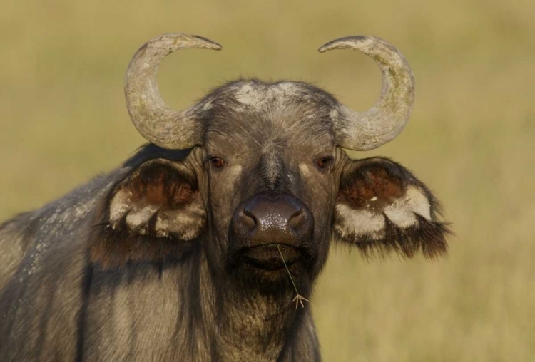 Picture of KENYA, NAKURU NP CAPE BUFFALO GRAZING