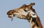 Picture of KENYA, NAKURU NP ROTHSCHILDS GIRAFFE