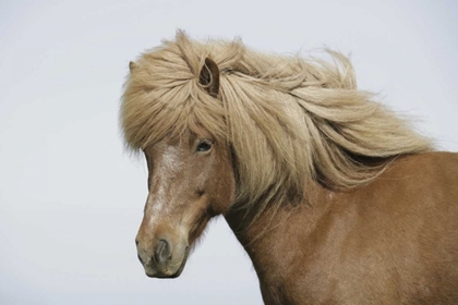 Picture of ICELAND PORTRAIT OF AN ICELANDIC HORSE