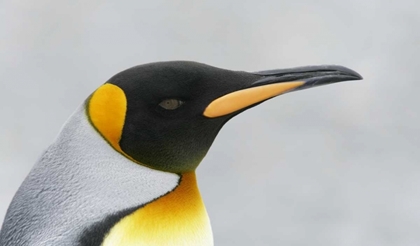 Picture of SOUTH GEORGIA ISLAND KING PENGUIN HEAD