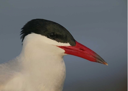 Picture of FL, ST PETERSBURG, CASPIAN TERNS HEAD