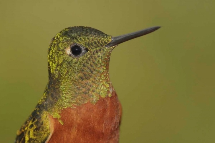 Picture of ECUADOR CHESTNUT-BREASTED CORONET BIRD