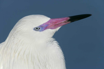 Picture of FL, LITTLE ESTERO LAGOON REDDISH EGRET