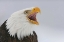 Picture of USA, ALASKA, HOMER BALD EAGLE SCREAMING
