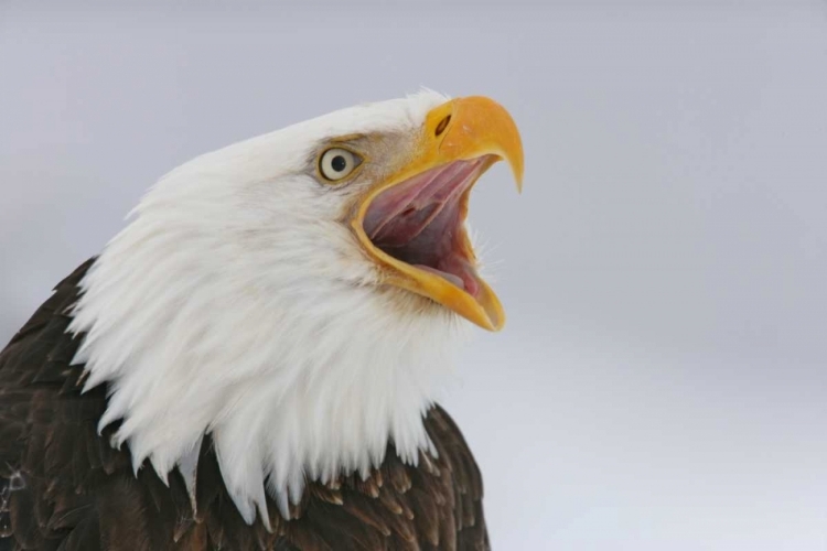 Picture of USA, ALASKA, HOMER BALD EAGLE SCREAMING