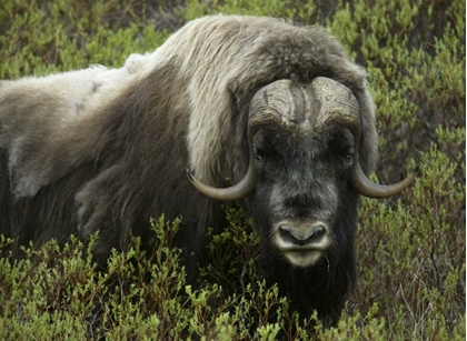 Picture of ALASKA, NOME MUSK OX STANDING IN BUSHES