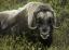 Picture of ALASKA, NOME MUSK OX STANDING IN BUSHES