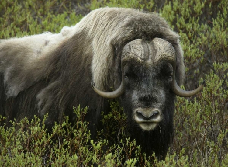 Picture of ALASKA, NOME MUSK OX STANDING IN BUSHES