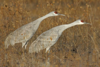 Picture of NEW MEXICO TWO SANDHILL CRANES IN MARSH