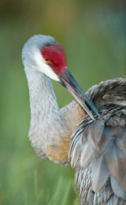 Picture of FL SANDHILL CRANE PREENING ITS FEATHERS