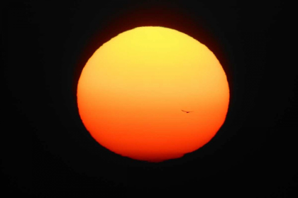 Picture of FL, FT MYERS SILHOUETTE OF BIRD FLYING