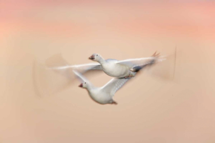 Picture of NEW MEXICO SNOW GEESE IN FLIGHT AT DUSK