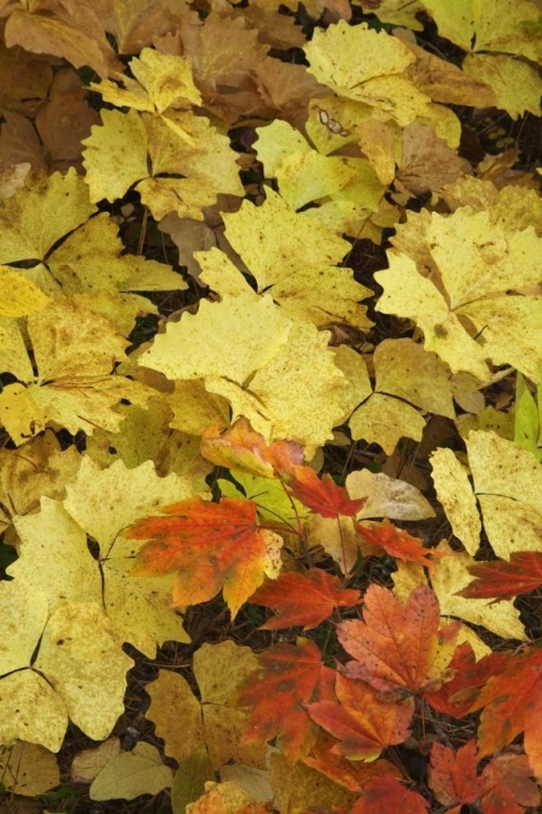 Picture of OR, ROGUE RIVER NF LEAVES ON FOREST FLOOR