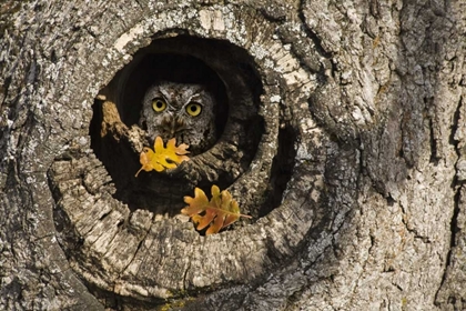 Picture of OR, MOSIER SCREECH OWL OCCUPIES KNOT HOLE