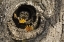 Picture of OR, MOSIER SCREECH OWL OCCUPIES KNOT HOLE